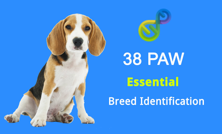 Dog DNA Breed Identification
